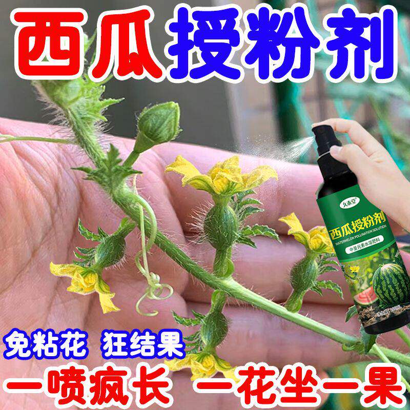 【三天坐果】西瓜授粉专用药点花药面沾花西瓜专用肥料防落果畸形