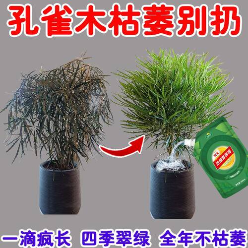 【常绿】孔雀木肥料专用肥治黄叶枯萎干尖卷边孔雀木营养液