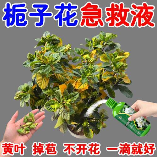 不掉苞栀子花专用肥黄叶急救掉花苞专治徒长不开花催花促花营养液