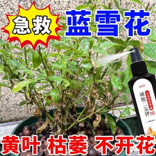 谢谢下单拯救蓝雪花专用营养液催花促花叶子发黄枯萎根茎腐坏花少