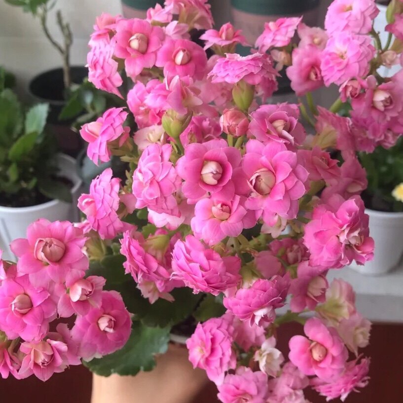 长寿花盆栽重瓣带花苞进口稀有新品种变色多色好养高级美奥黛丽