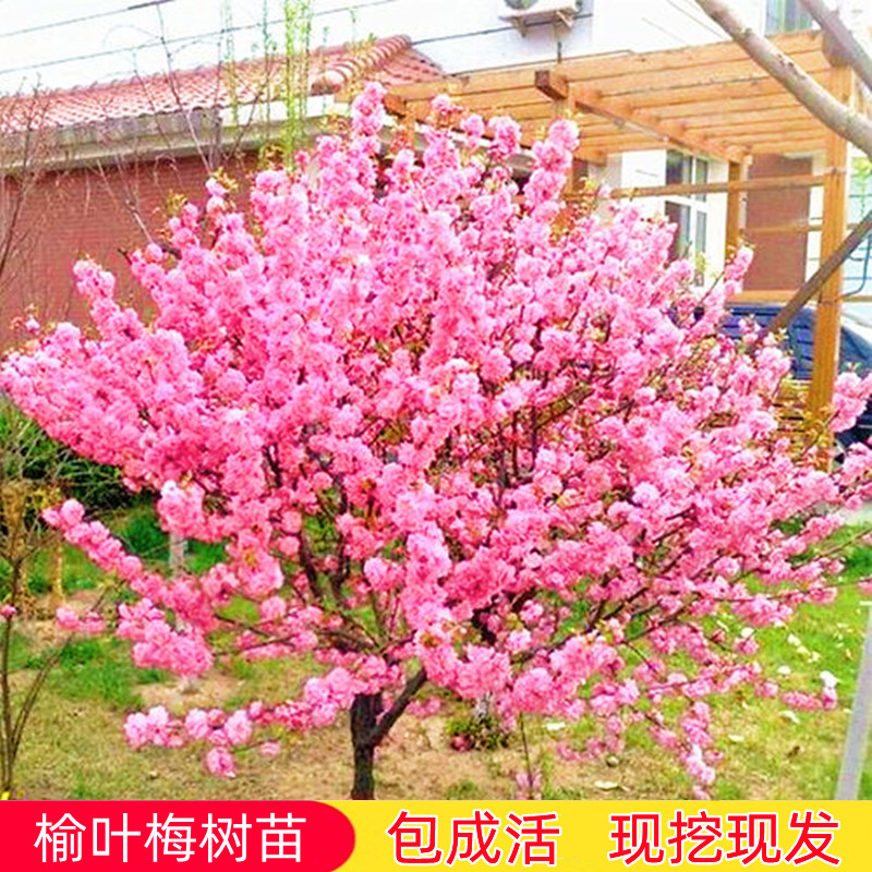 榆叶梅树苗红梅树苗庭院绿化观花植物嫁接重瓣多花榆叶梅腊梅树苗图片