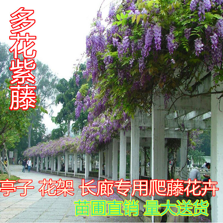 庭院绿化攀缘爬藤耐寒植物紫藤花