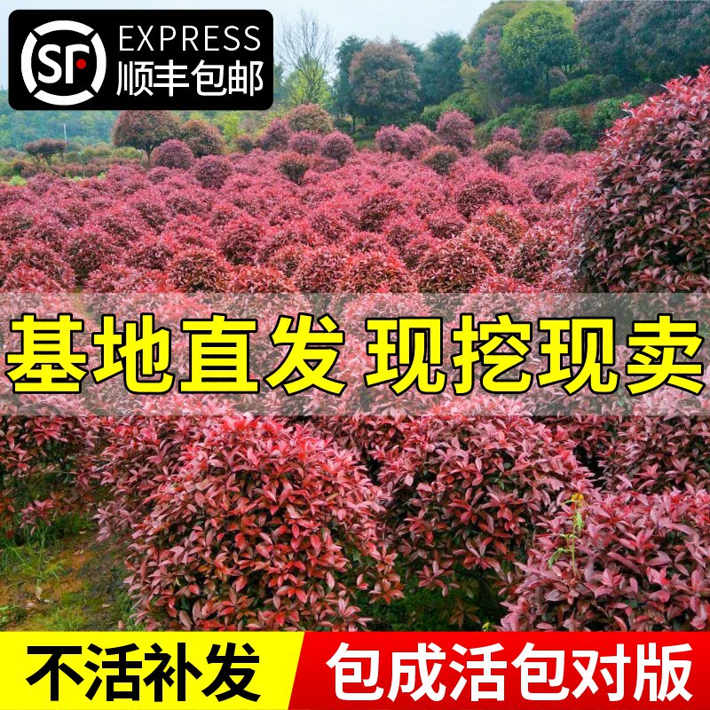 红叶石楠球树苗高杆大树球形小苗庭院园林绿化苗工程室外常青植物