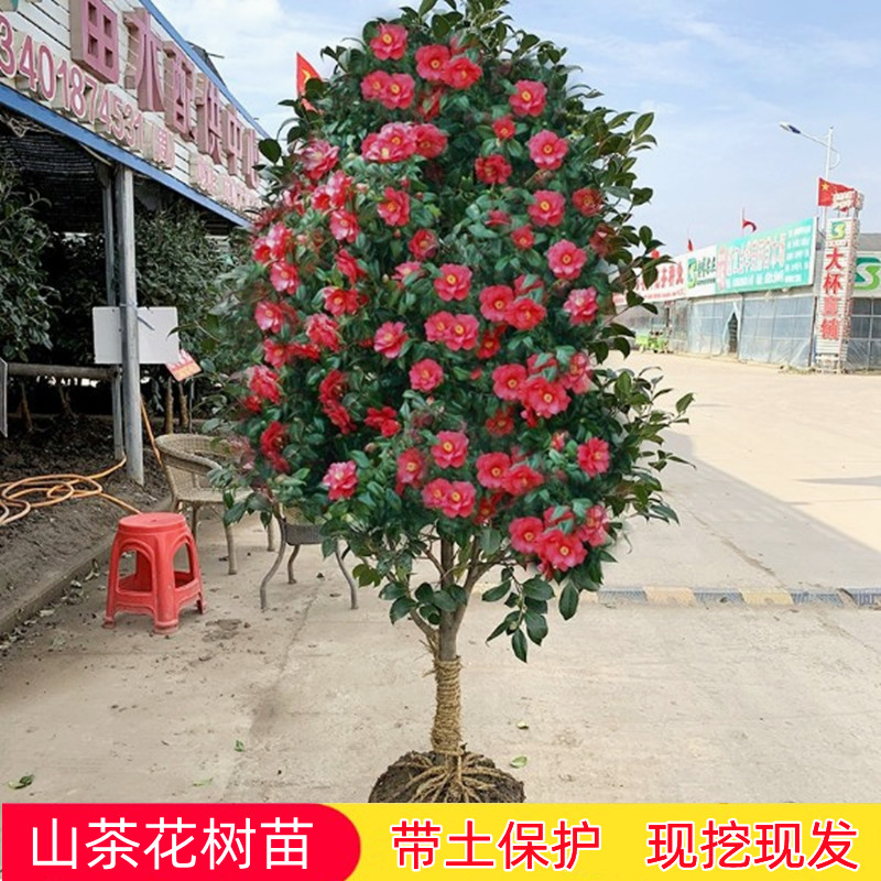 山茶花树苗庭院绿化大型观赏花卉耐寒四季常青盆栽地栽耐冬树苗