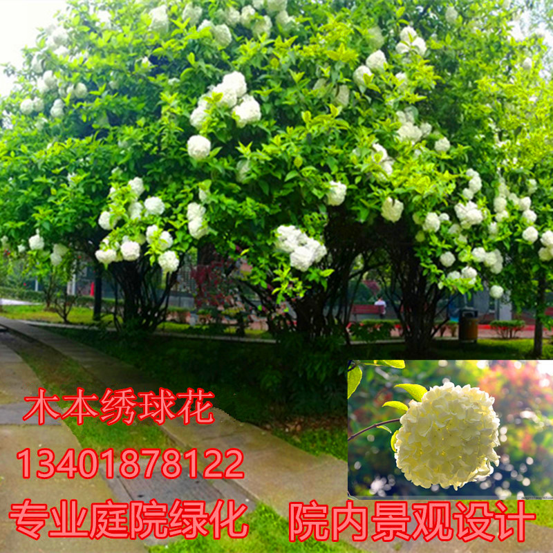 中华木绣球树苗大花斗球庭院耐寒观赏花卉盆栽地栽木本绣球花树苗