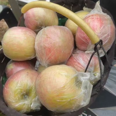 徐州丰县大沙河苹果冰糖心红富士