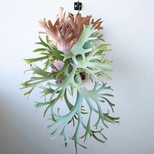 多品种鹿角蕨一物一拍上板挂板室内绿植亚猴女王爪哇银鹿野银