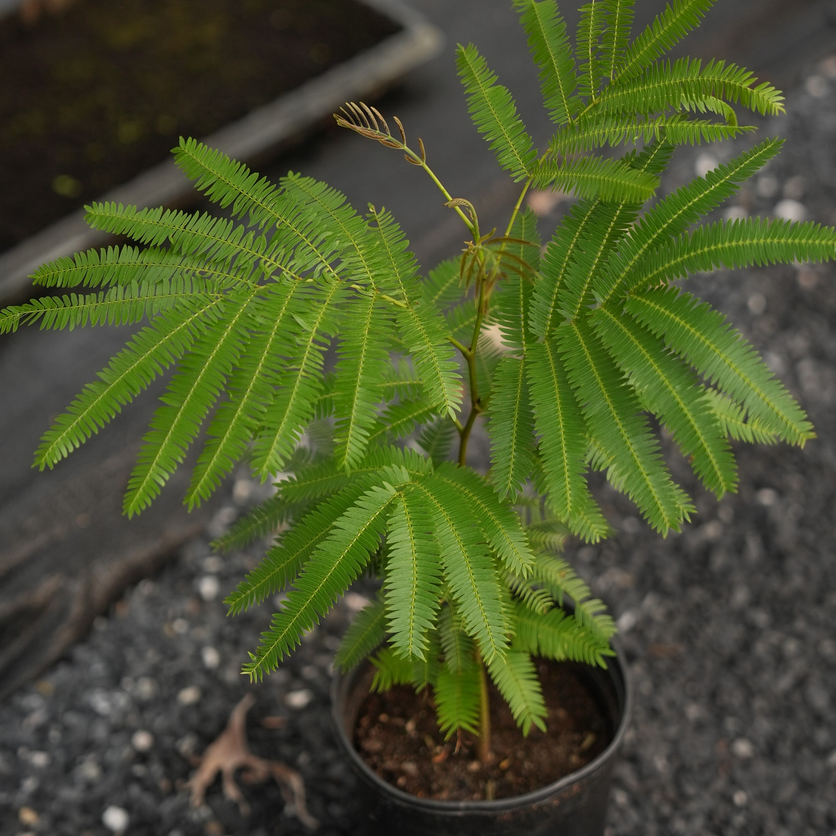 密叶猴耳环盆栽室内耐阴热植ins风观叶植物网红绿植盆栽 籽播苗