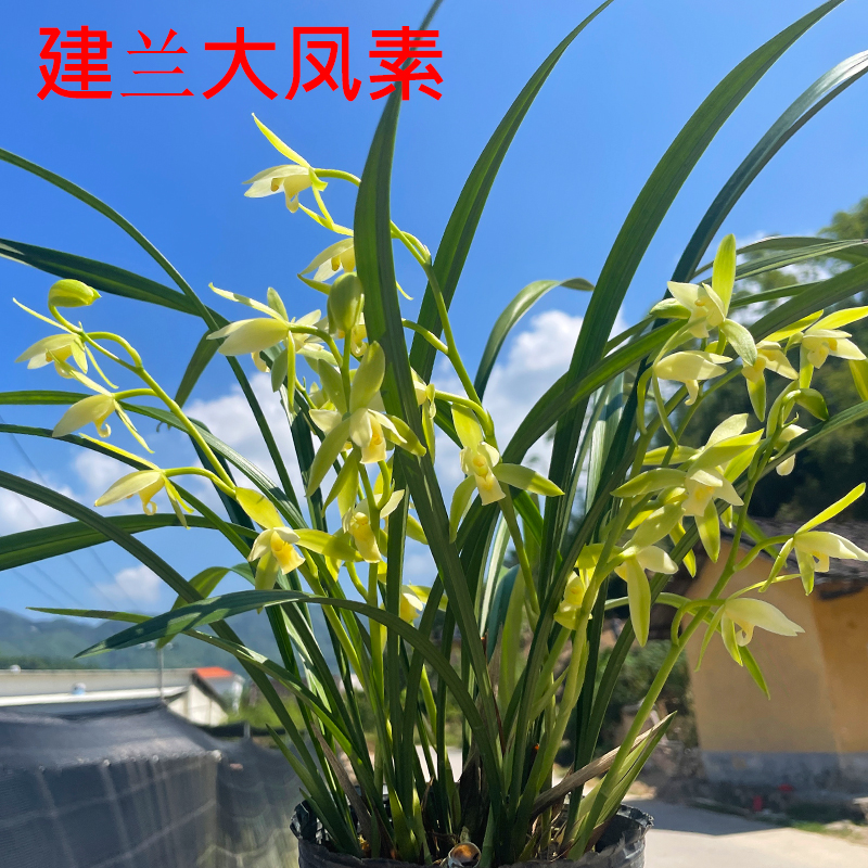 建兰大凤素浓香好养易活