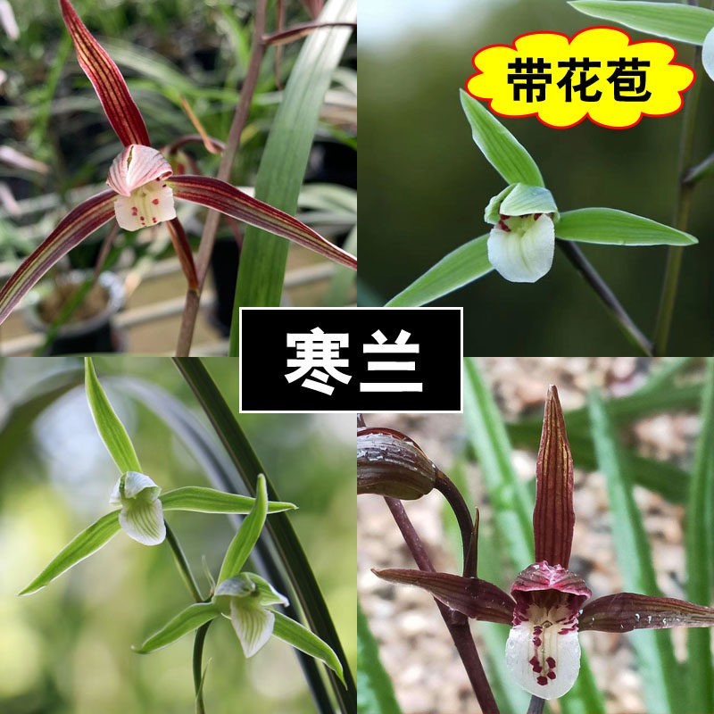 带花苞寒兰 细叶兰花多种颜色浓香型精品国兰好养庭院阳台客厅_虎窝淘