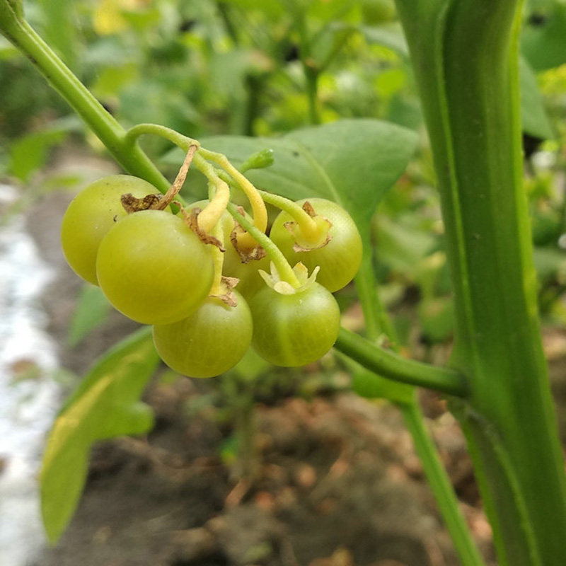 龙葵种子黄天天籽黄色龙葵果天天种子黄悠悠阳台室内盆栽庭院四季