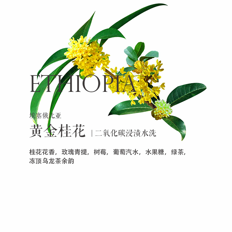 咖啡熟豆埃塞俄比亚黄金桂花