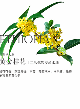 质能方程 咖啡豆埃塞俄比亚Ethiopia黄金桂花 二氧化碳浸渍处理