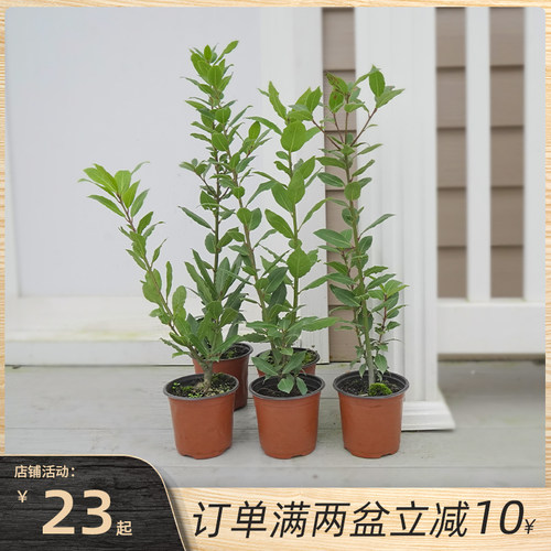 月桂树苗价格 月桂树苗图片 星期三
