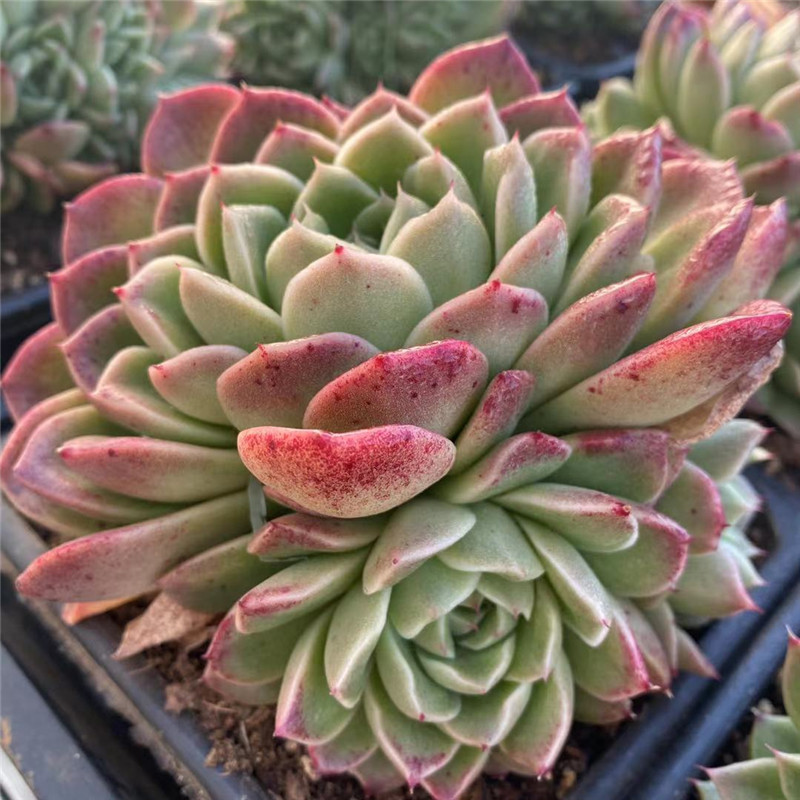 韩国多肉植物店价格 韩国多肉植物店图片 星期三 韩国多肉植物店价格 韩国多肉植物店图片 星期三