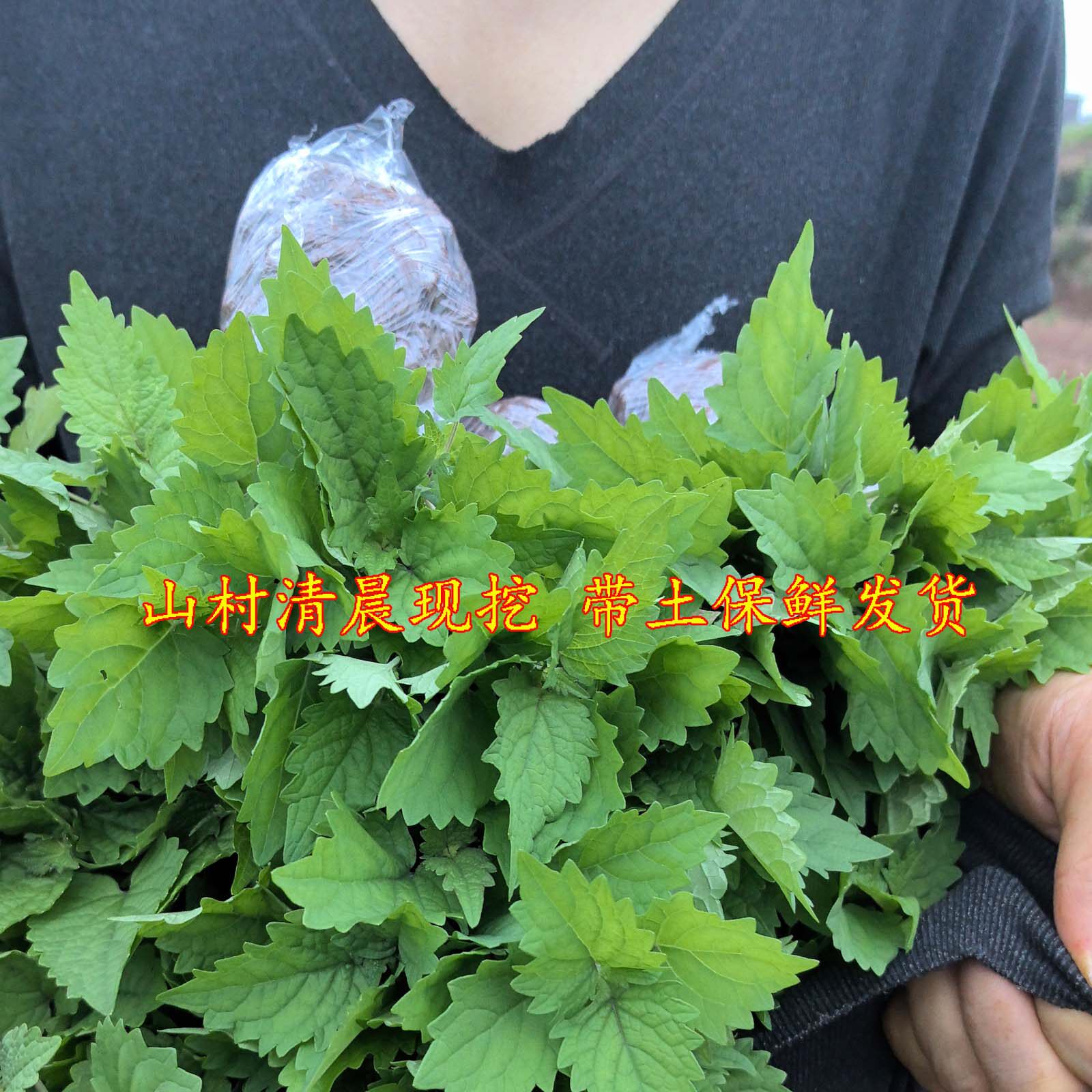 可食用藿香苗盆栽露天阳台花园