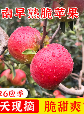 2026云南高山现摘脆甜多汁苹果