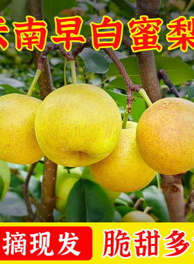 云南高原梨早白蜜香酥梨