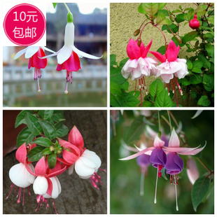 倒挂金钟/灯笼花/花种子/吊钟海棠 室内阳台客厅盆栽花籽 10粒装