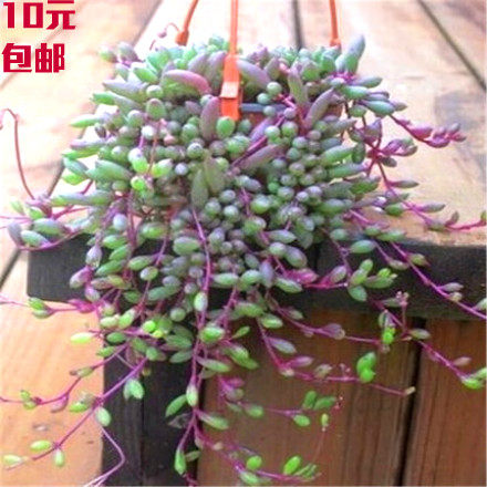多肉植物【紫玄月】吊兰佛珠花卉盆栽办公室绿植珍珠吊兰種子