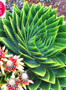 高品质 原产地 Aloe polyphylla 女王芦荟 螺旋芦荟 种子