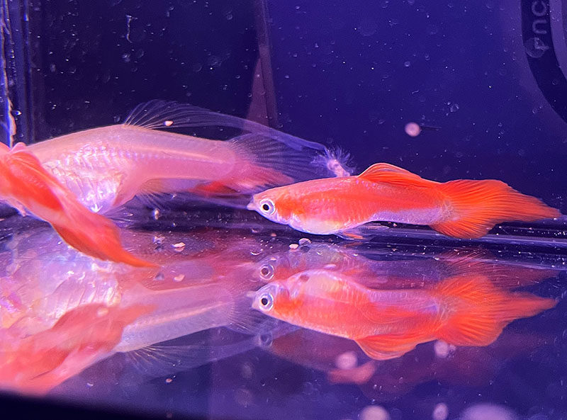 珊瑚红茅尾孔雀鱼百万鱼热带凤尾鱼