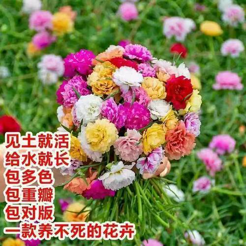 宿根太阳花花卉盆栽耐寒耐热重瓣太阳花苗带根带土包成活太阳花