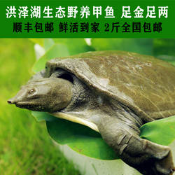 洪泽湖食用农产品大陆江苏省宿迁市鲜活生态老鳖2斤甲鱼顺丰包邮