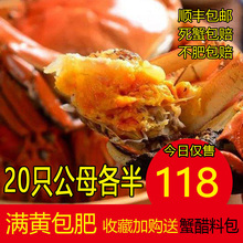 没黄包赔 包邮 洪泽湖大闸蟹20只六月黄螃蟹鲜活河蟹公蟹母蟹现货