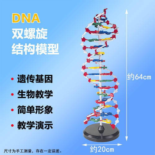 DNA双螺旋结构模型diy拼接遗传基因和变异初高中物理化学生物实验