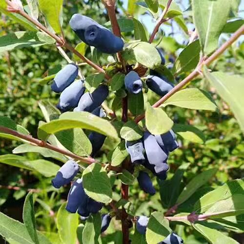 新鲜采摘寒地浆果山茄子蓝靛果