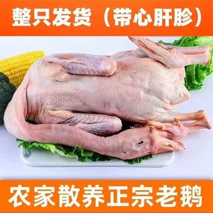 笨养河边散养大鹅