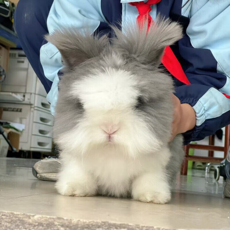 纯种盖脸猫猫兔道奇西施长不大可兔