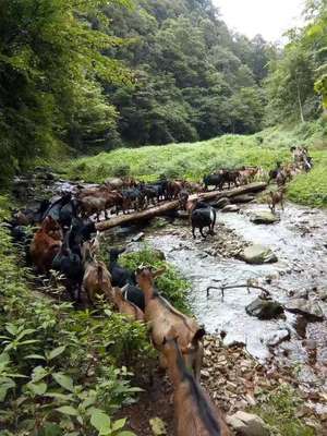 贵州黑山羊火锅遵义习水