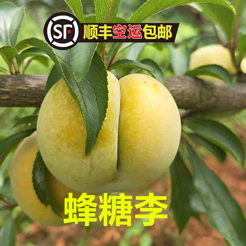 贵州遵义新鲜李子当季水果绿色无核大果现摘现发