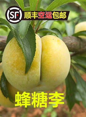 贵州遵义新鲜李子当季水果绿色无核大果现摘现发
