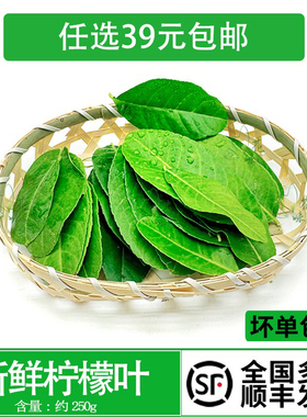 新鲜柠檬叶 青柠叶约250g西餐香料烹饪调料冬阴功汤原料鱼生佐料