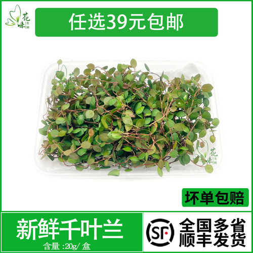 新鲜采摘花草摆盘蛋糕装饰叶子