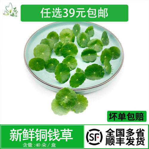 铜钱草新鲜旱金莲叶草摆盘装饰