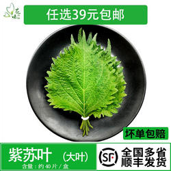 紫苏叶新鲜苏子叶大叶40片韩国烧烤包饭日本寿司料理刺身西餐摆盘