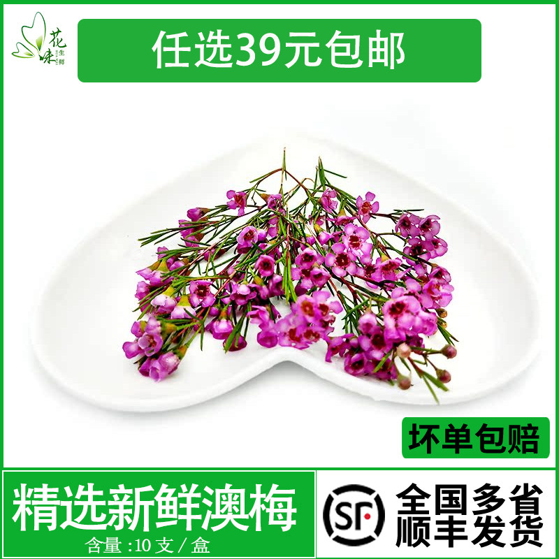 新鲜花草  澳梅花10支冷艺  中西餐摆盘酒店日料盘饰花点缀装饰