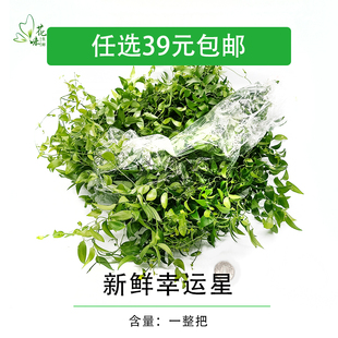 新鲜 一整把幸运星 阔叶舞竹 熊猫竹 食用花草 酒店西餐摆盘装饰