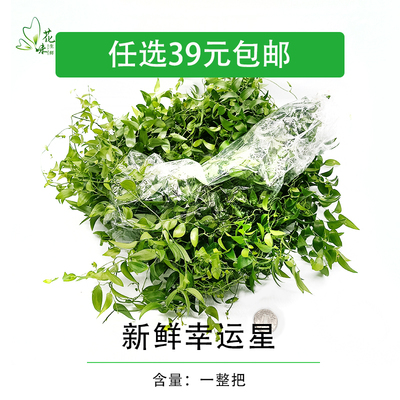 新鲜一整把幸运星阔叶摆盘装饰