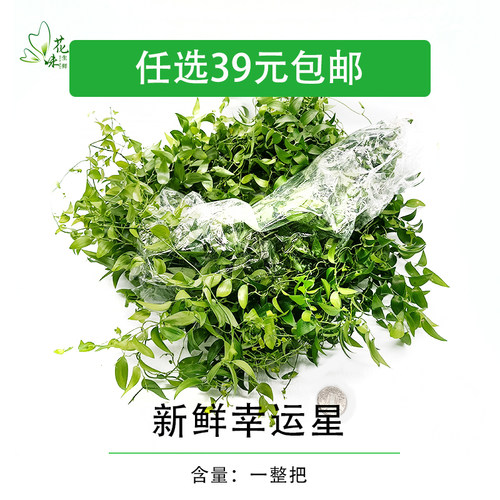 新鲜一整把幸运星阔叶摆盘装饰