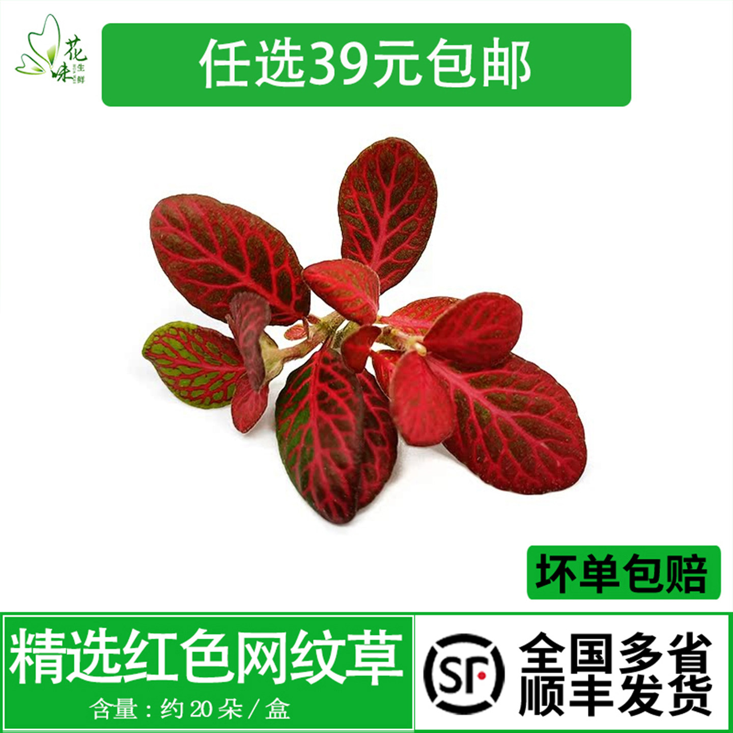 新鲜网纹草 网纹叶子 现摘现发 酒店中餐西餐摆盘装饰花草点缀