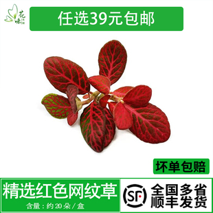 新鲜网纹草 网纹叶子 现摘现发 酒店中餐西餐摆盘装饰花草点缀