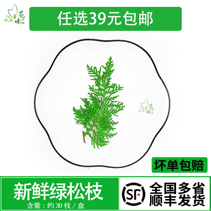 松树叶新鲜 绿松 松枝 30片/盒日料料理西餐餐饮摆盘装饰