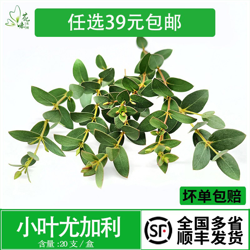 新鲜小叶尤加利15支 酒店西餐花草摆盘蛋糕烘焙冷艺装饰点缀