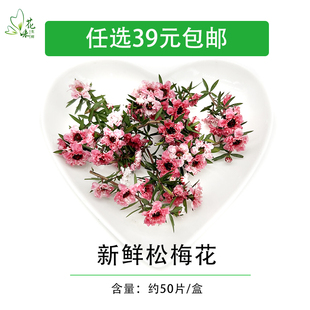 新鲜花草 松红梅约50朵  饭店酒店西餐日料冷菜鲜花摆盘装饰点缀